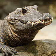alligator