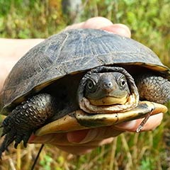 blanding's turtle