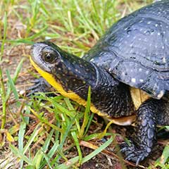 blanding's turtle