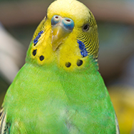 budgie