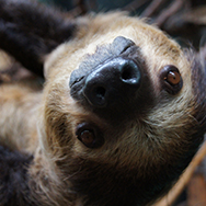 sloth