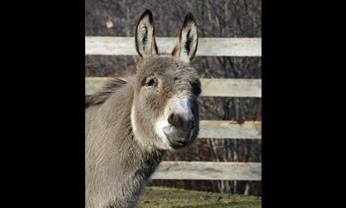 donkey