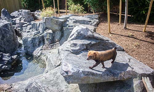 bush dog