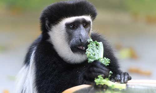 white-cheeked colobus