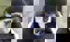 white-cheeked colobus