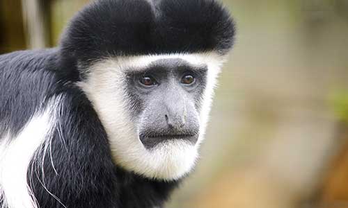 white-cheeked colobus