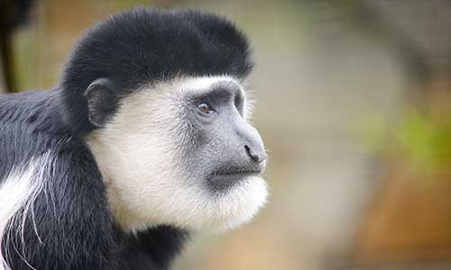 white-cheeked colobus