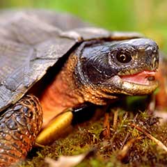 wood turtle