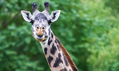 giraffe