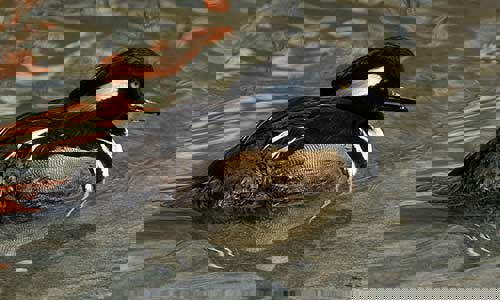 Hooded merganser