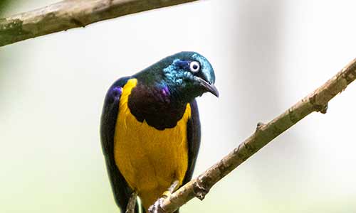 golden breasted starling