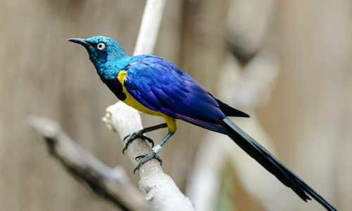 golden breasted starling