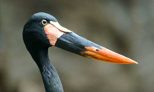 saddle-billed stork