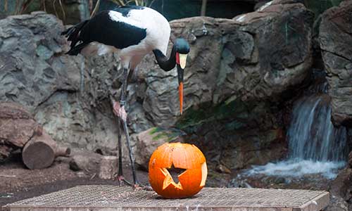 saddle-billed stork