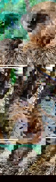 montage