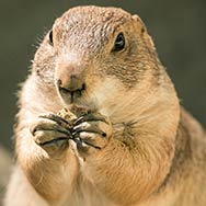 prairie dog