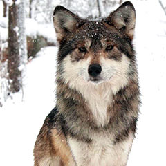 wolf in the snow