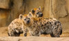hyenas