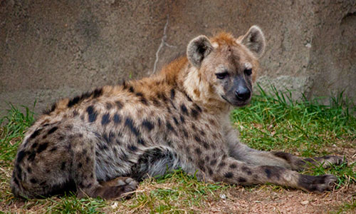 hyena