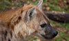 hyena