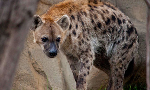 hyena