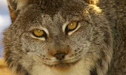Canada lynx