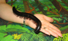 giant millipede