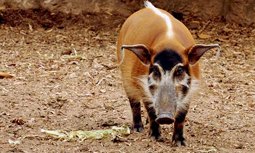 red river hog