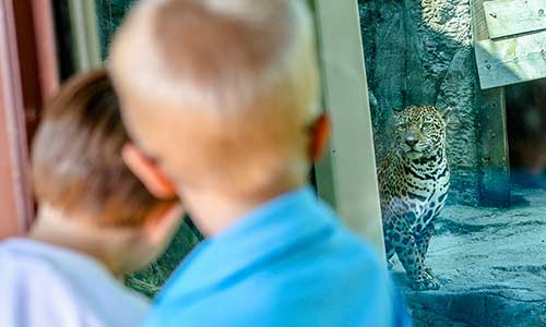 guests and jaguar