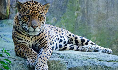 jaguar