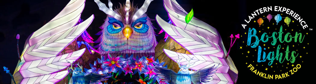 boston lights owl lantern