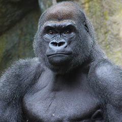 Gorilla Littlejoe2 Box