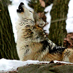 wolf howling