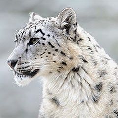 snow leopard