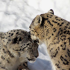 snow leopard