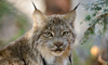 Canada lynx
