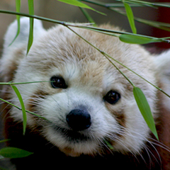 red panda