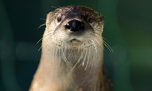 otter