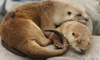 otter