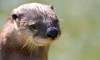 otter