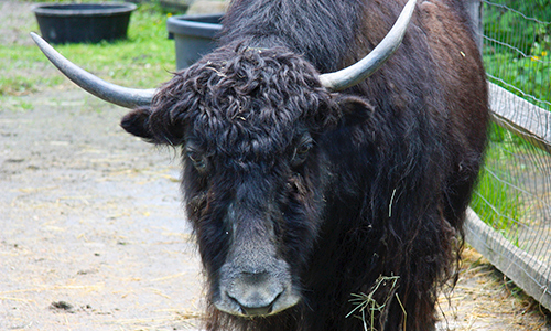 Yak Gallery