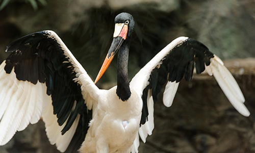 saddle-billed stork