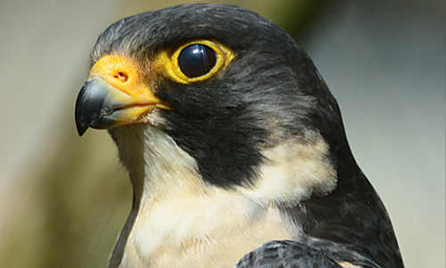 Peregrine falcon