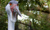 wattled crane