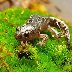 marbled salamander