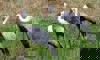 wattled crane