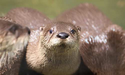 otter