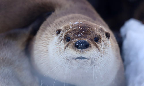 otter