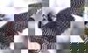 Peregrine falcon