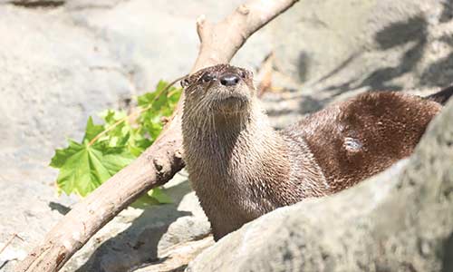 otter